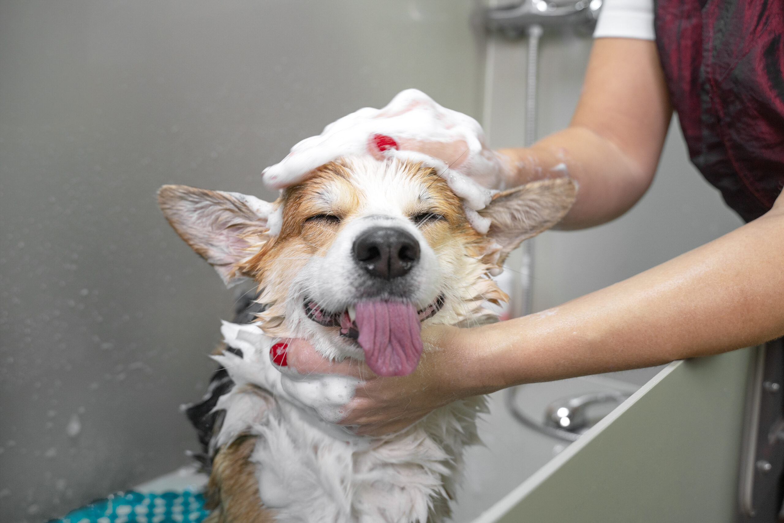 benefits of dog baths - Dog Retreat & Spa Waltham, MA