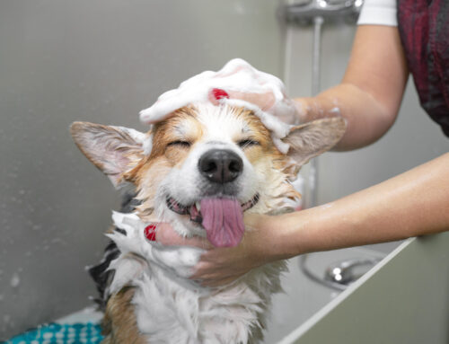 Health Benefits of Regular Dog Baths