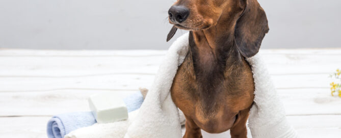 luxury dog spa services - mini dachshund after a bath concept image.