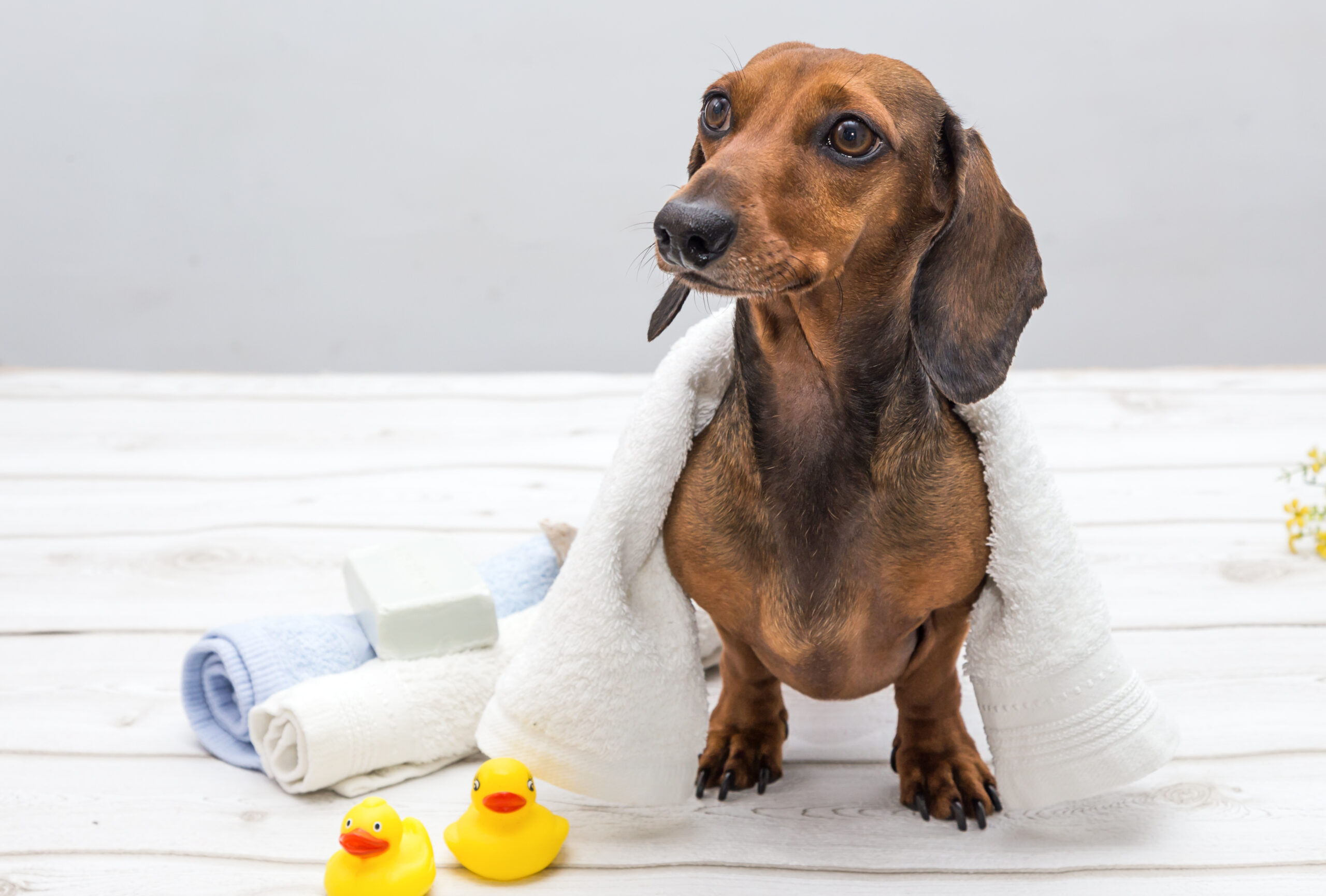 luxury dog spa services - mini dachshund after a bath concept image.