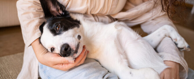 signs of stress in dogs - Dog Retreat and Spa