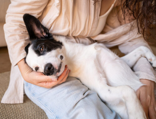 Signs of Stress In Dogs: How Can I Tell If My Dog Stressed?