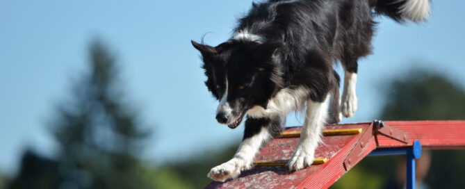 do joint supplements work for dogs concept image - The Dog Retreat and Spa.