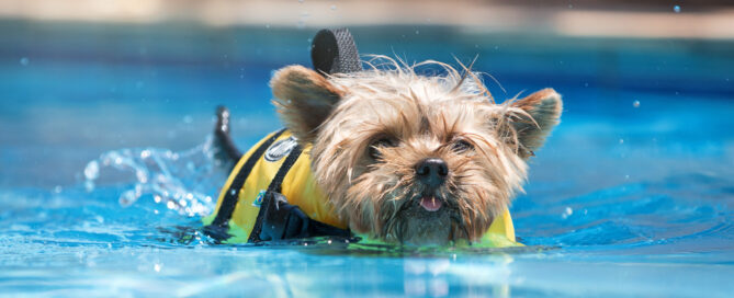 pool safety for dogs, concept image.