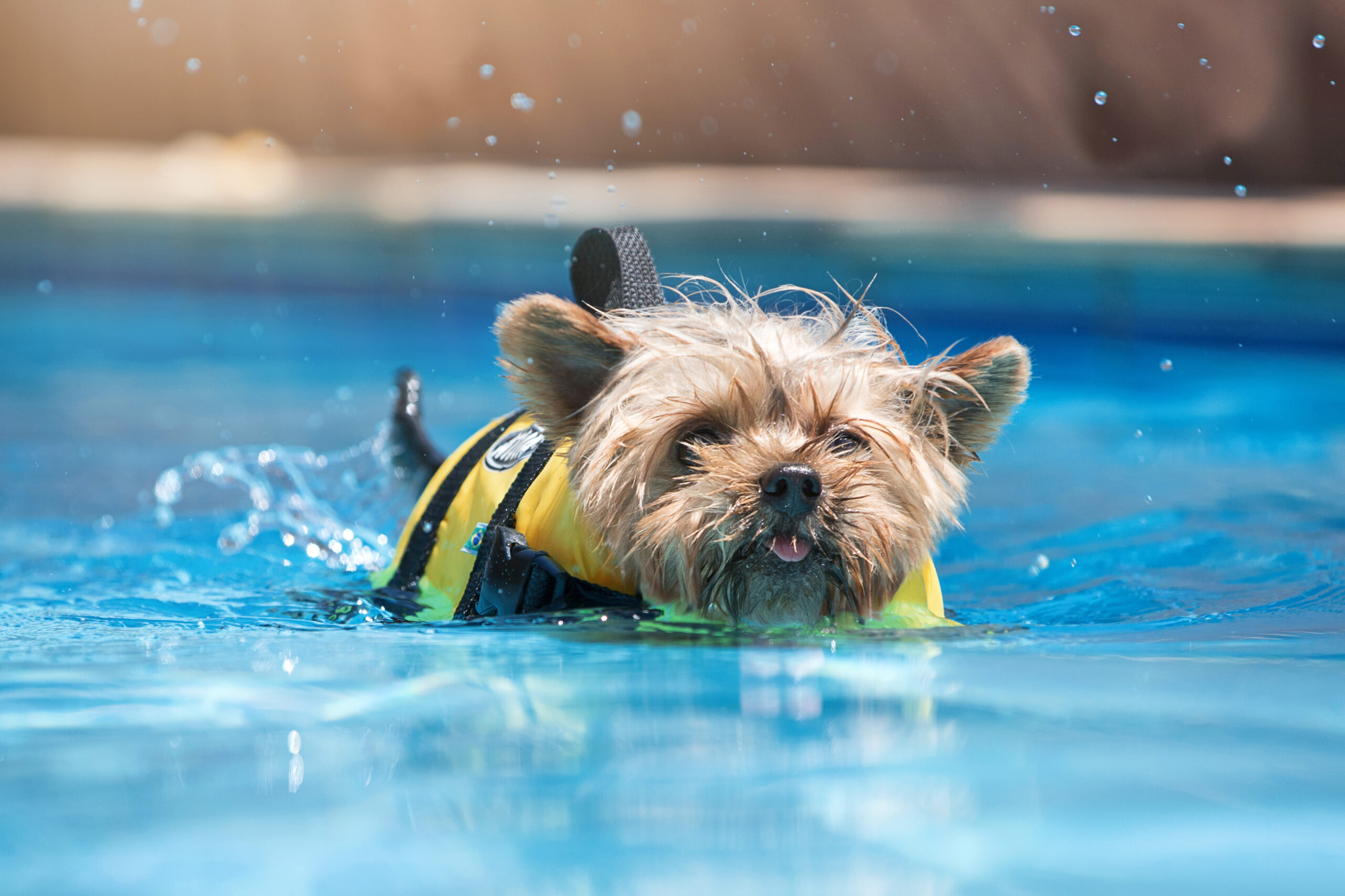 pool safety for dogs, concept image.