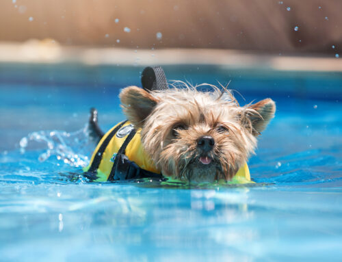 Pool Safety For Dogs