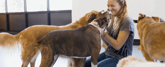 doggy daycare, concept image.