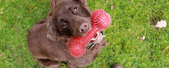 dog retreat, concept image.