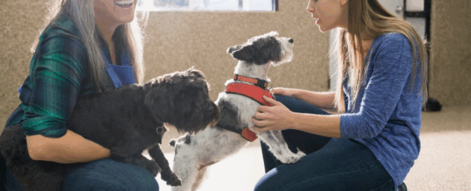 dog daycare, concept image.