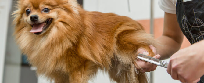 dog grooming, concept image.