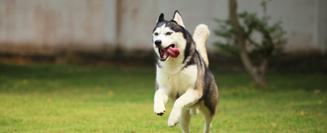 pets need more exercise, concept image.