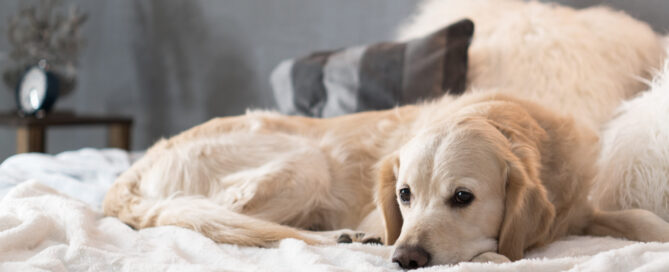 dog mental stimulation, concept image.