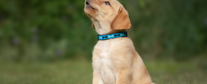 dog behavior, concept image.