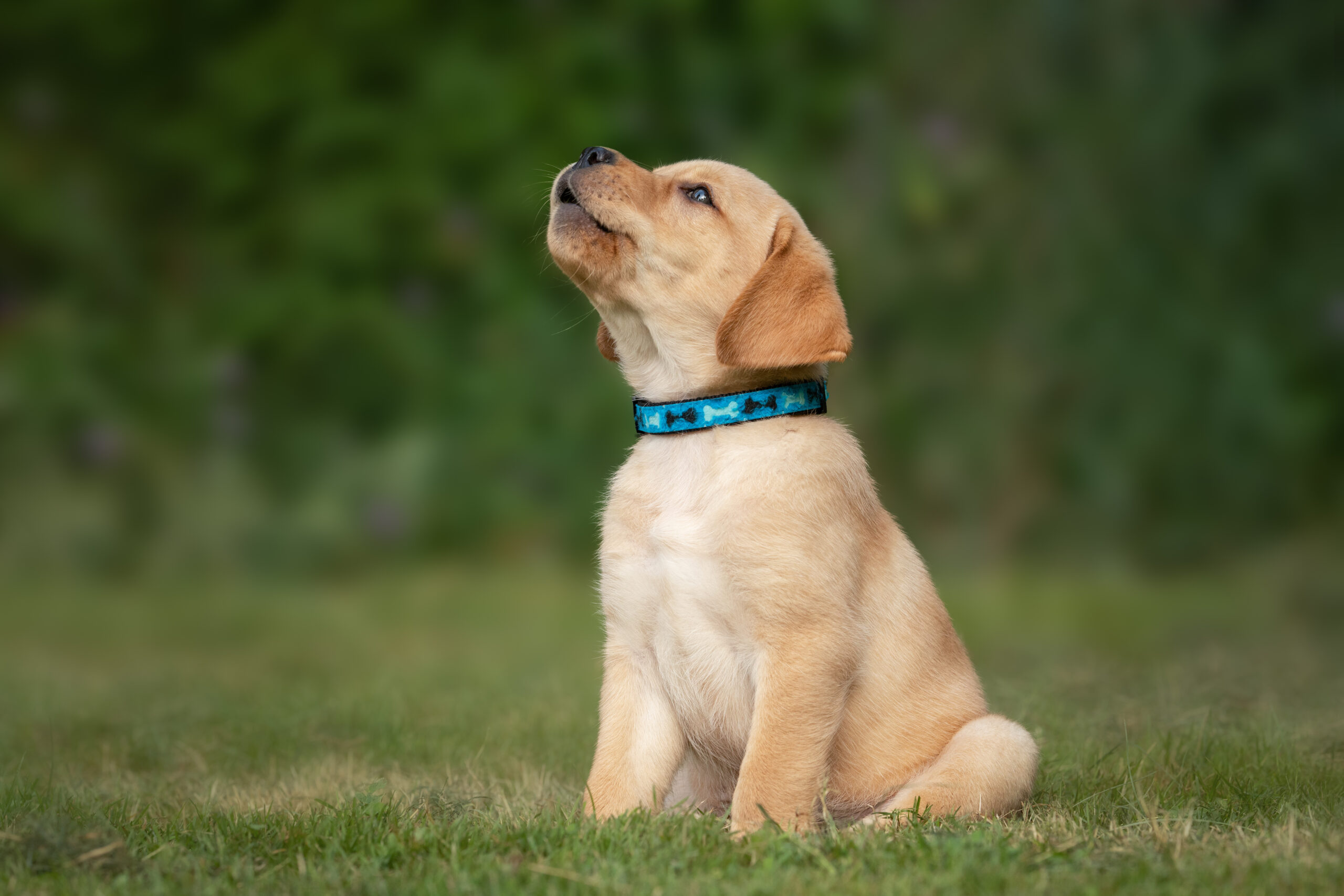 dog behavior, concept image.