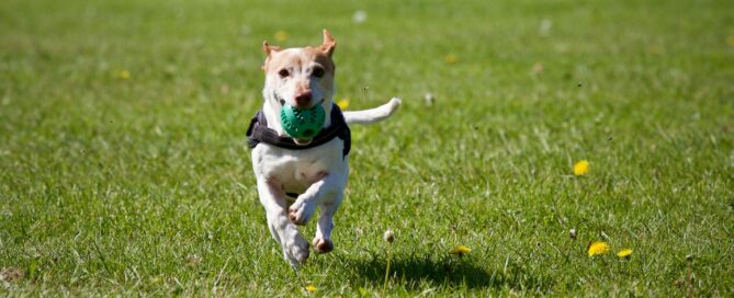Dog Running on Grass